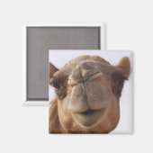 kameel vierkante magneet (Voorkant / Achterkant)