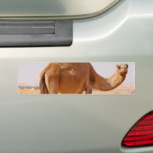Kameel voor Arabieren bumpersticker (Op auto)