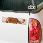 Kameel voor Arabieren bumpersticker (Op Truck)