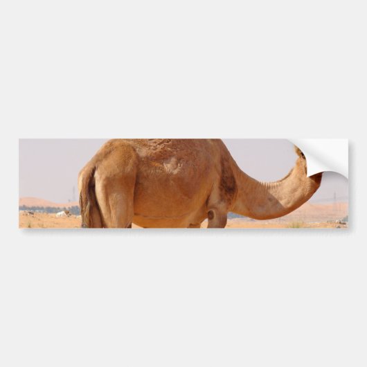 Kameel voor Arabieren bumpersticker (Voorkant)