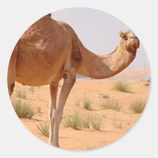 Kameel voor Arabieren Stickers (Voorkant)