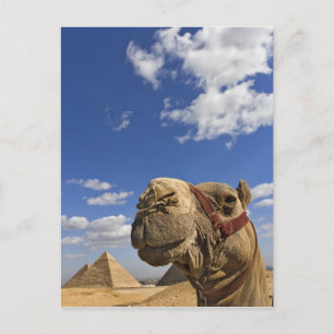 Kameel voor de piramides van Giza, Egypte, Briefkaart