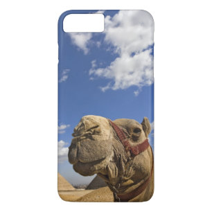 Kameel voor de piramides van Giza, Egypte, iPhone 8/7 Plus Hoesje