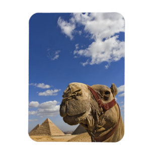 Kameel voor de piramides van Giza, Egypte, Magneet