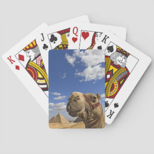 Kameel voor de piramides van Giza, Egypte, Pokerkaarten