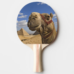 Kameel voor de piramides van Giza, Egypte, Tafeltennisbatje