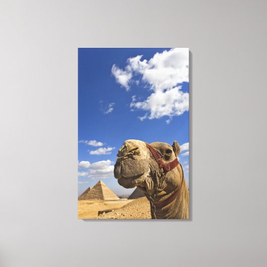 Kameel voor de piramides van Gizeh, Egypte, Canvas Afdruk (Voorkant)