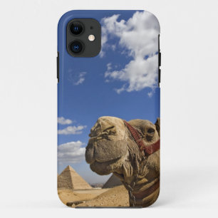 Kameel voor de piramides van Gizeh, Egypte, iPhone 11 Hoesje