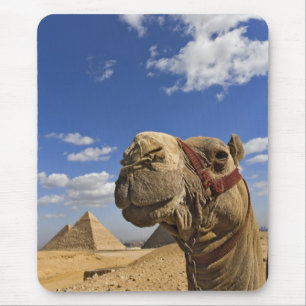 Kameel voor de piramides van Gizeh, Egypte, Muismat