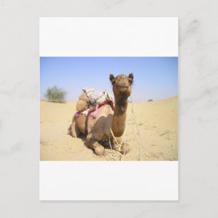 Kameel Woestijn Midden-Oosten Vrede Liefde Natuur Briefkaart