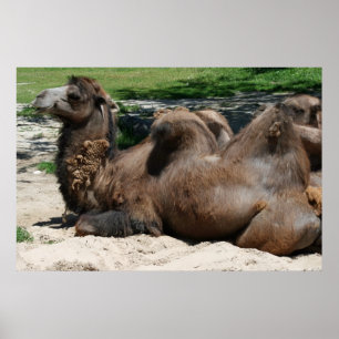 Kameelposter Poster
