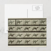 Kamel, bord van "Animal Locomotion", 1887 (b/w p Briefkaart (Voorkant / Achterkant)