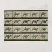 Kamel, bord van "Animal Locomotion", 1887 (b/w p Briefkaart (Voorkant)