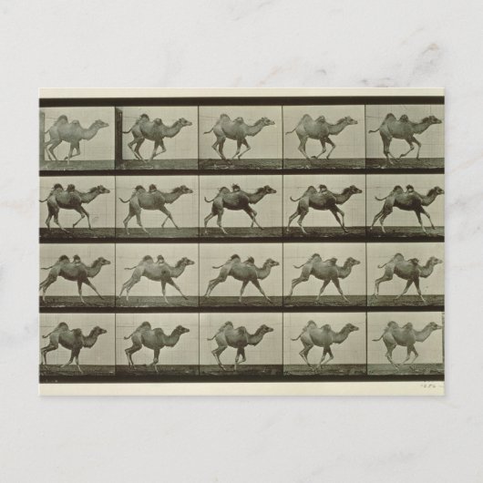 Kamel, bord van "Animal Locomotion", 1887 (b/w p Briefkaart (Voorkant)