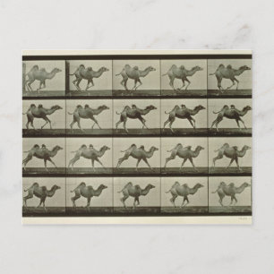 Kamel, bord van "Animal Locomotion", 1887 (b/w p Briefkaart