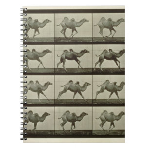 Kamel, bord van "Animal Locomotion", 1887 (b/w p Notitieboek