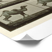 Kamel, bord van "Animal Locomotion", 1887 (b/w p Poster (Hoek)