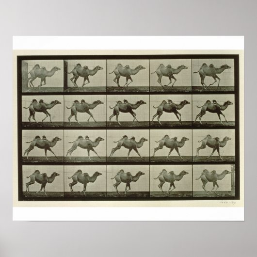 Kamel, bord van "Animal Locomotion", 1887 (b/w p Poster (Voorkant)