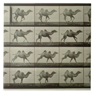 Kamel, bord van "Animal Locomotion", 1887 (b/w p Tegeltje