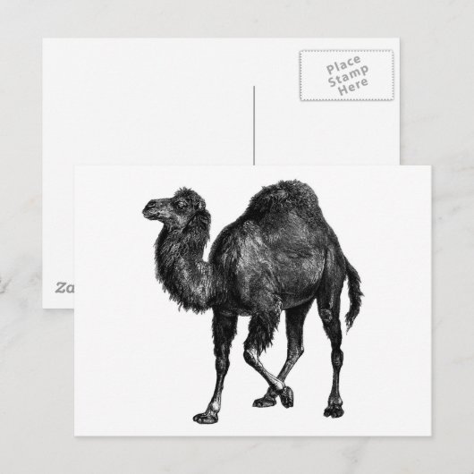 kamel briefkaart (Voorkant / Achterkant)