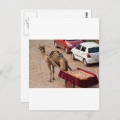 Kamel en auto briefkaart (Voorkant / Achterkant)