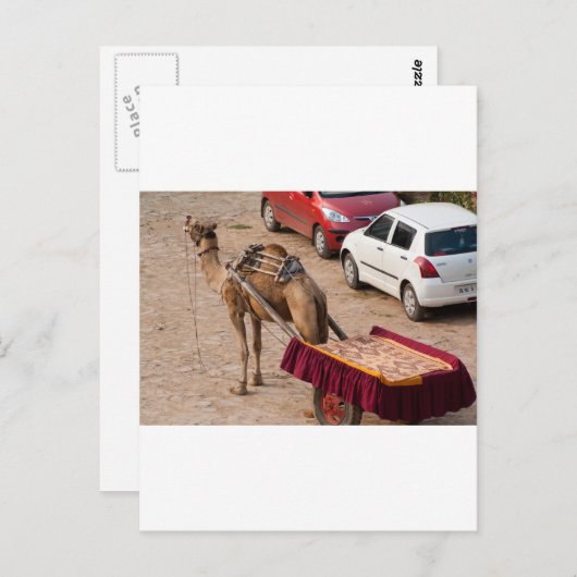 Kamel en auto briefkaart (Voorkant / Achterkant)