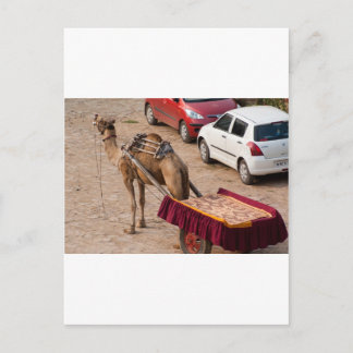 Kamel en auto briefkaart