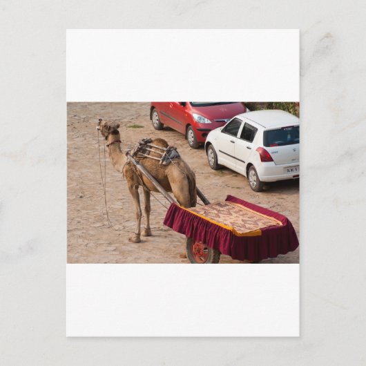 Kamel en auto briefkaart (Voorkant)