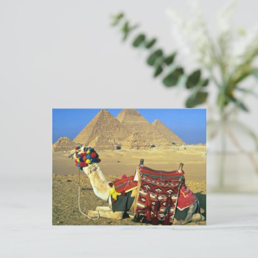 Kamel en pyramiden, Caïro, Egypte Briefkaart (Staand voorkant)