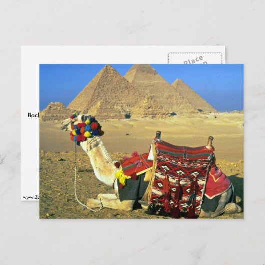 Kamel en pyramiden, Caïro, Egypte Briefkaart (Voorkant / Achterkant)