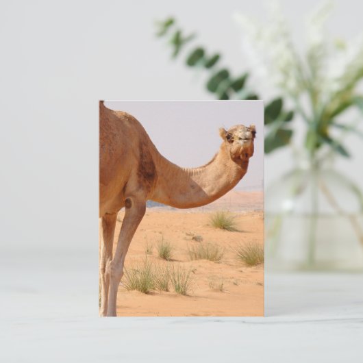 Kamel voor het Briefkaart van Arabieren (Staand voorkant)