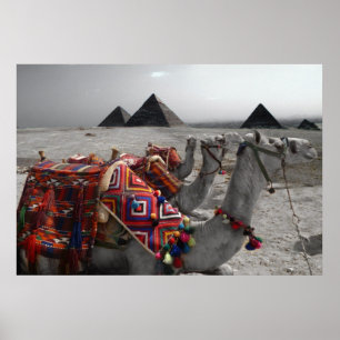 Kamelen aan de Pyramiden Poster