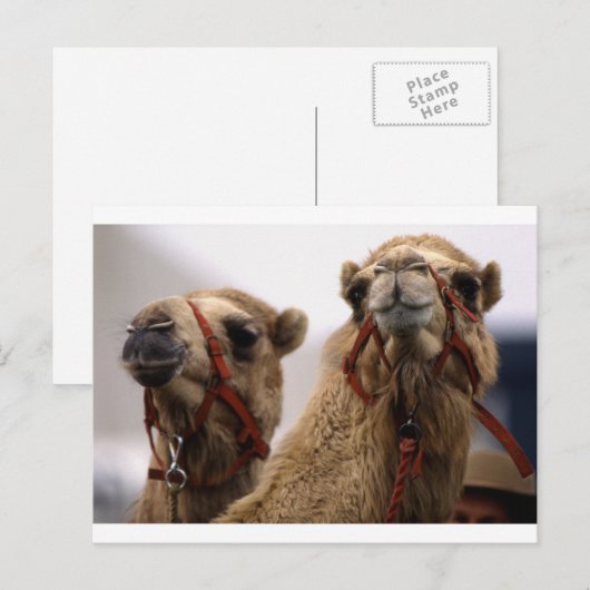 kamelen briefkaart (Voorkant / Achterkant)