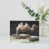 kamelen briefkaart (Staand voorkant)