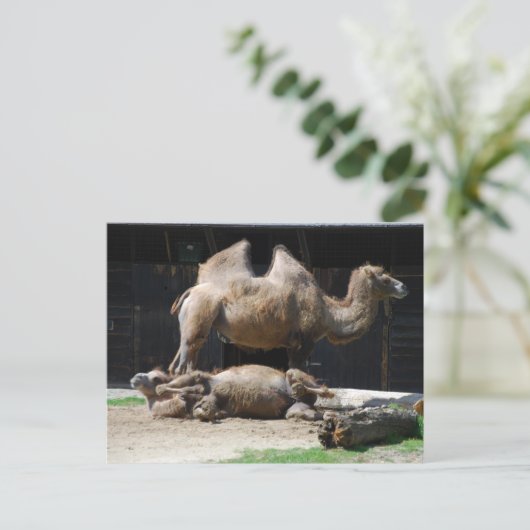 kamelen briefkaart (Staand voorkant)