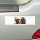 kamelen bumpersticker (Op auto)
