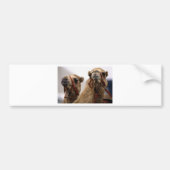 kamelen bumpersticker (Voorkant)