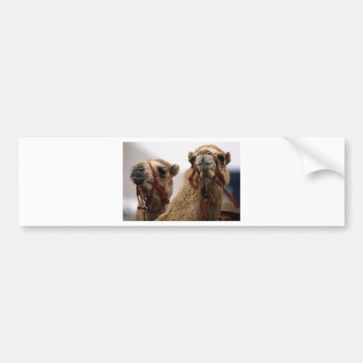 kamelen bumpersticker (Voorkant)