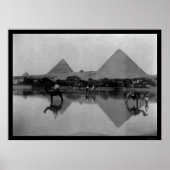 Kamelen en Pyramiden in Egypte 1899 Poster (Voorkant)