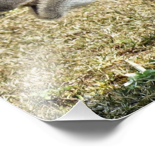 KAMELEN FOTO AFDRUK (Hoek)