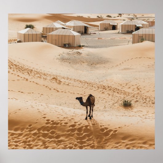 Kamelen Glamping: Marokkaanse woestijn luxe Poster (Voorkant)