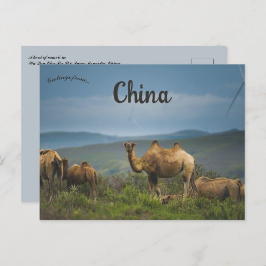 Kamelen in Binnen-Mongolië China Briefkaart (Voorkant / Achterkant)