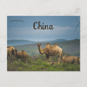 Kamelen in Binnen-Mongolië China Briefkaart
