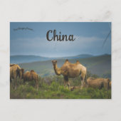 Kamelen in Binnen-Mongolië China Briefkaart (Voorkant)
