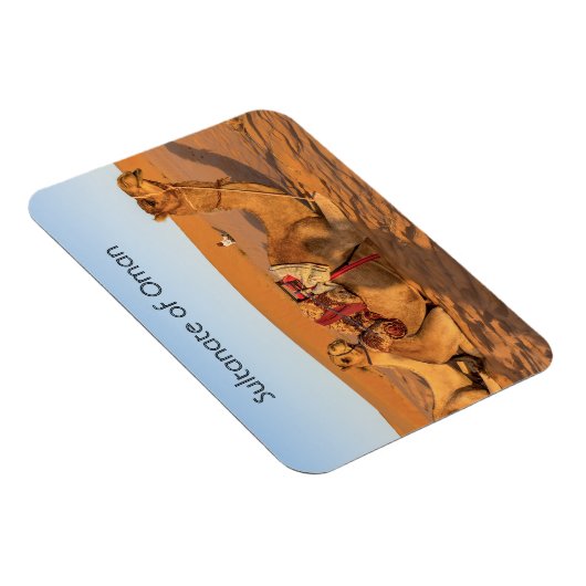 Kamelen in de woestijn van Oman Magneet (Rechterzijde)