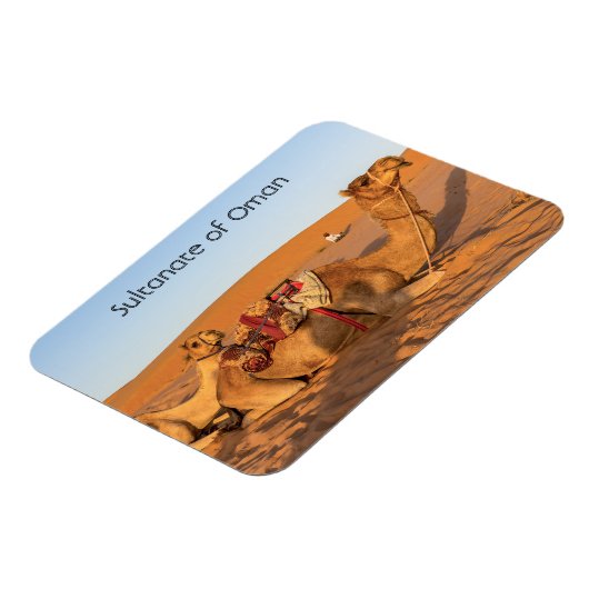 Kamelen in de woestijn van Oman Magneet (Linkerzijde)