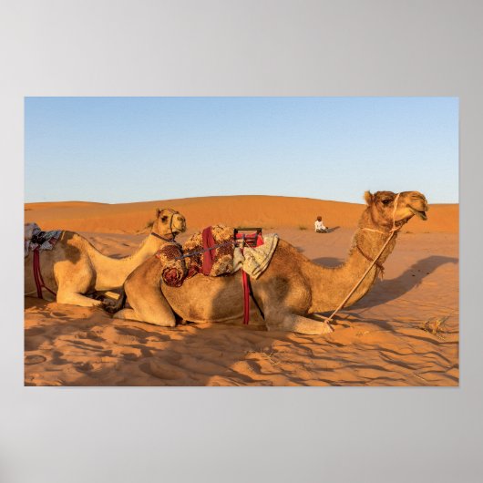 Kamelen in de woestijn van Oman Poster (Voorkant)