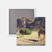 Kamelen in de woestijn van Wadi Rum, Jordaanse woe Magneet (Voorkant / Achterkant)