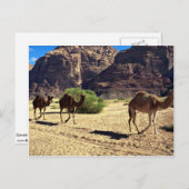 Kamelen in de woestijn van Wadi Rum, woestijn van  Briefkaart (Voorkant / Achterkant)