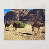 Kamelen in de woestijn van Wadi Rum, woestijn van  Briefkaart (Voorkant)